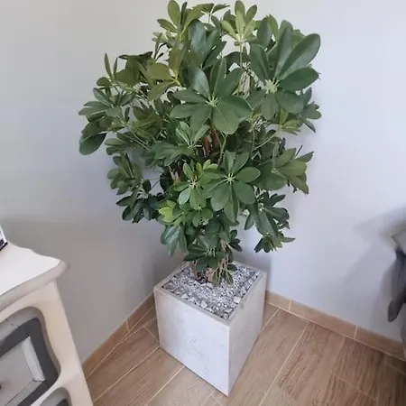 Daire Le Funchal #clim#terrasse *